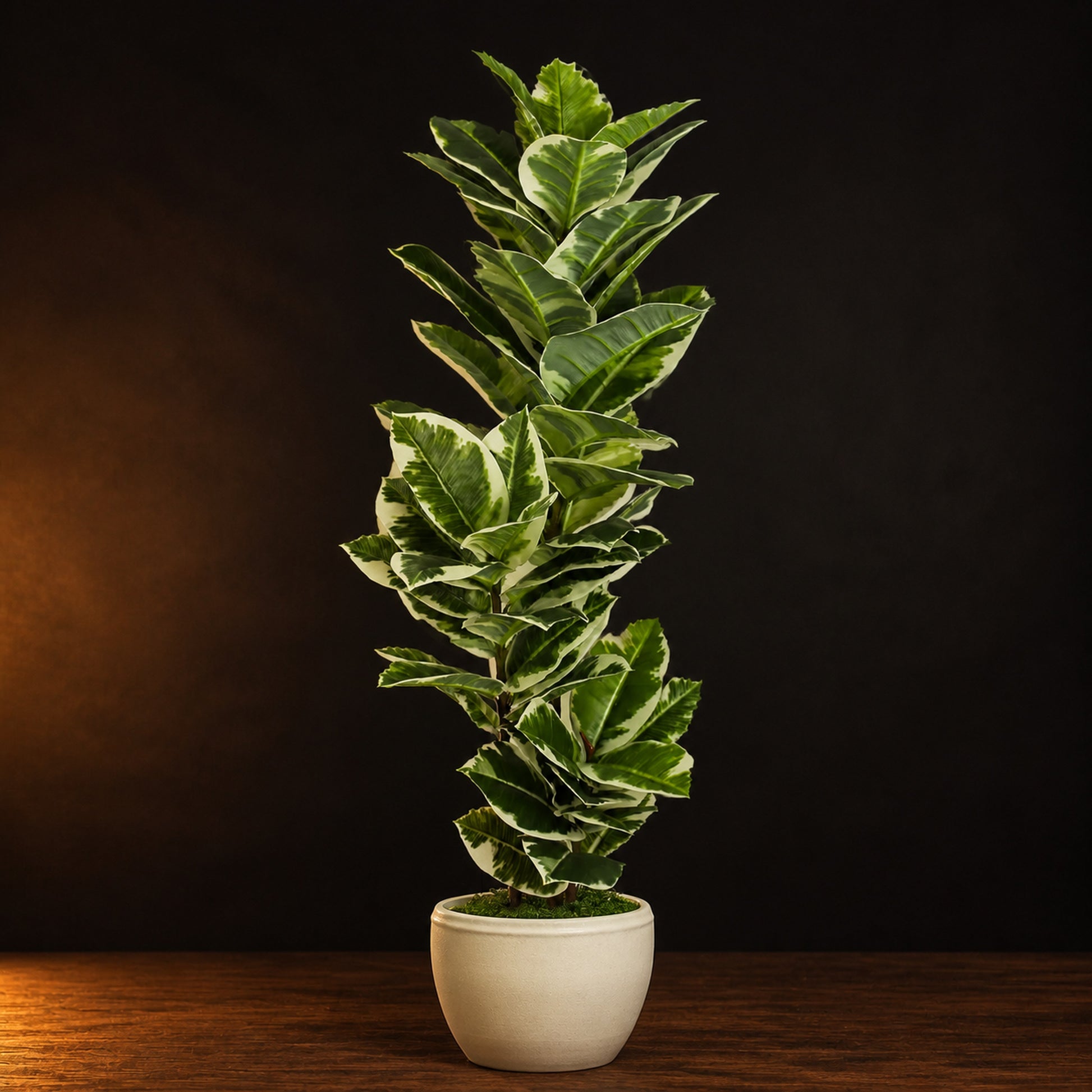 Artificial Variegated Rubber Plant on a dark charcoal studio background