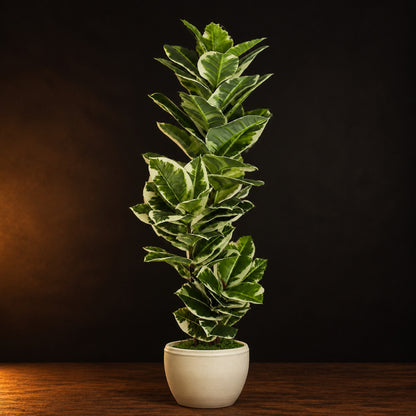Artificial Variegated Rubber Plant on a dark charcoal studio background