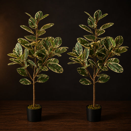 Artificial Variegated Ficus Pair on a dark charcoal studio background