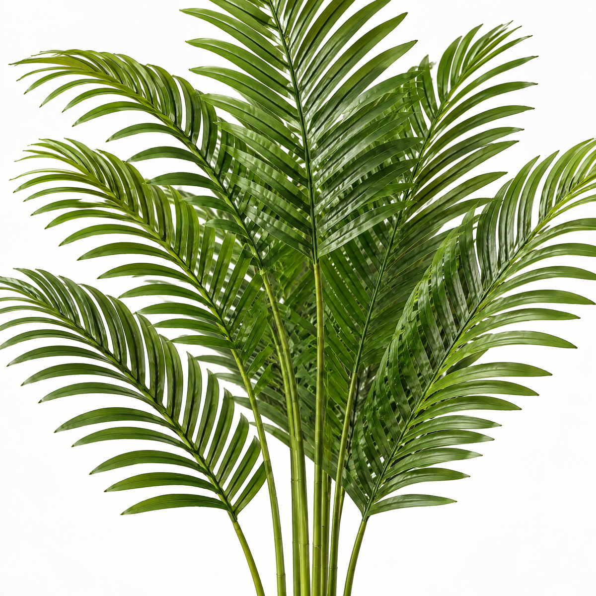 Close-up of the tropical floor plant leaves