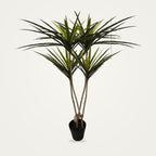 Artificial dracaena plant, 2-Heads Green Two option, on a plain soft white background