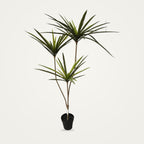 Artificial dracaena plant, 3-Heads Green option, on a plain soft white background