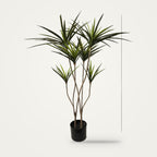 Artificial dracaena plant, 3-Heads Green Two option, on a plain soft white background