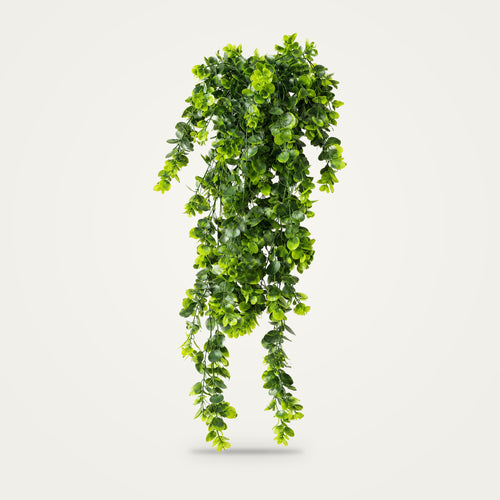 Artificial eucalyptus vine on a plain soft white background
