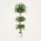 Artificial ficus tree with curved trunk on a plain soft white background