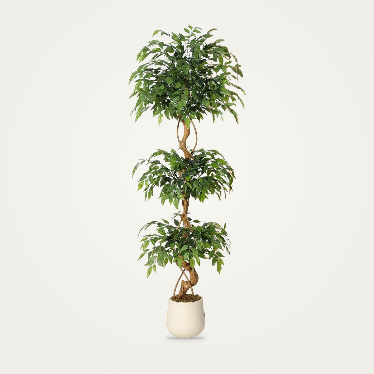 Artificial ficus tree with curved trunk on a plain soft white background
