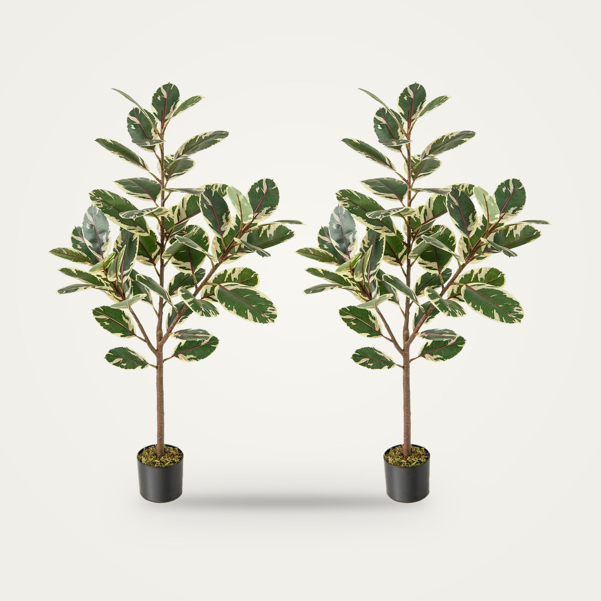 Artificial variegated ficus pair, green 130cm option, on a plain soft white background