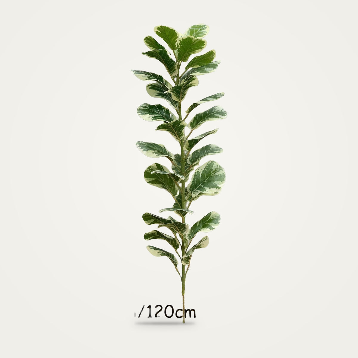 Artificial variegated rubber plant, 120cm option, on a plain soft white background