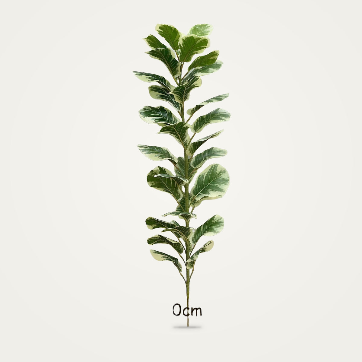 Artificial variegated rubber plant, 150cm option, on a plain soft white background
