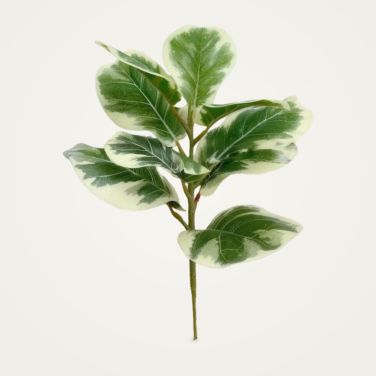 Artificial variegated rubber plant, 35cm option, on a plain soft white background