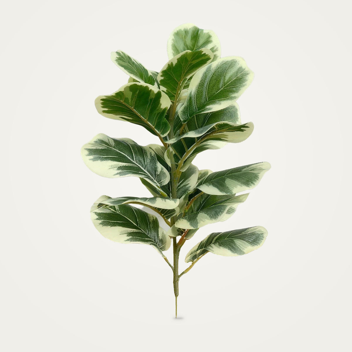 Artificial variegated rubber plant, 50cm option, on a plain soft white background