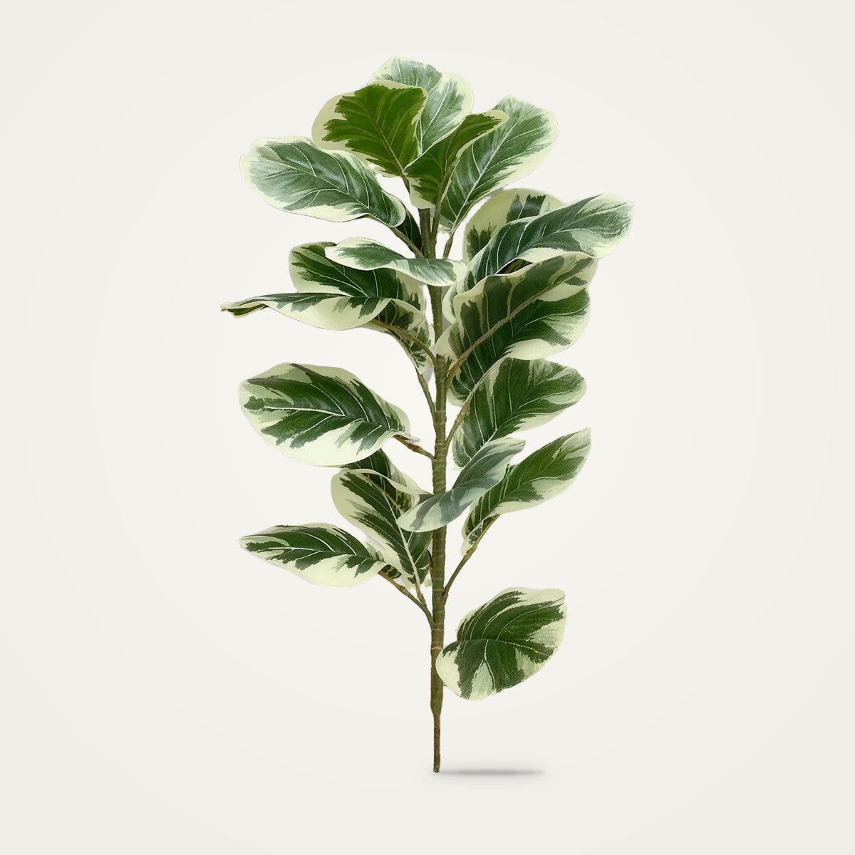 Artificial variegated rubber plant, 70cm option, on a plain soft white background