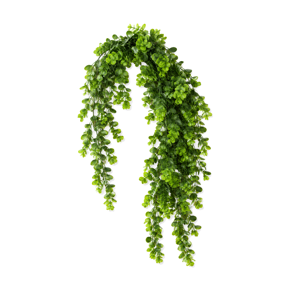 Artificial eucalyptus vine on a white background