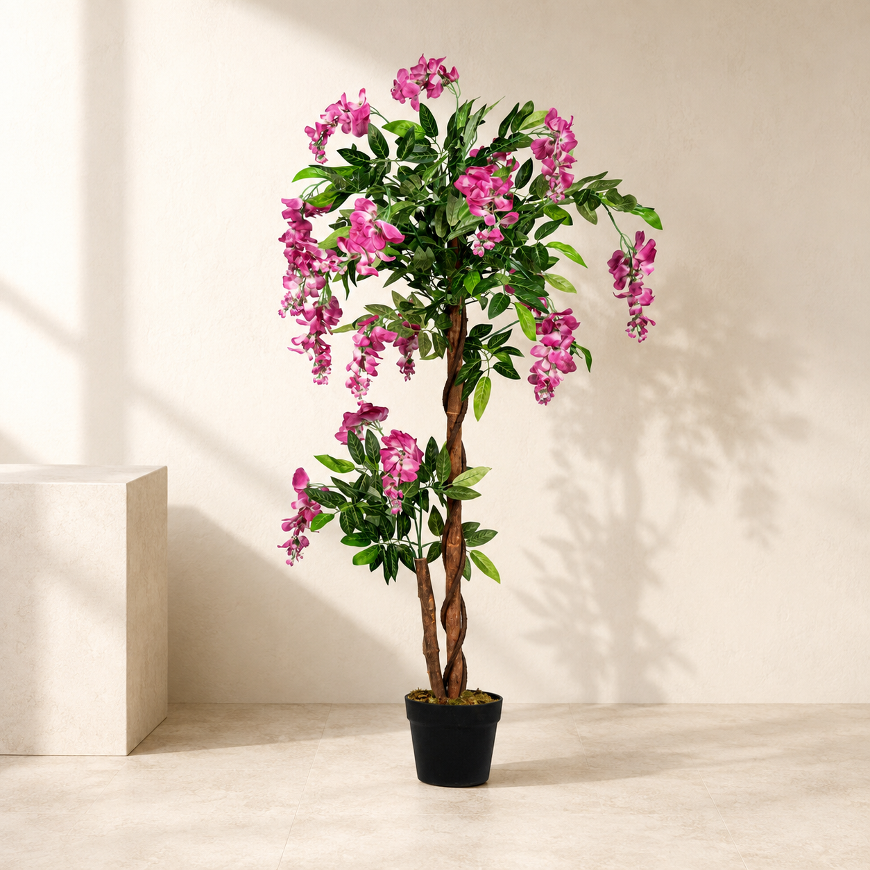Evergreen Wisteria Tree in a warm neutral studio setting