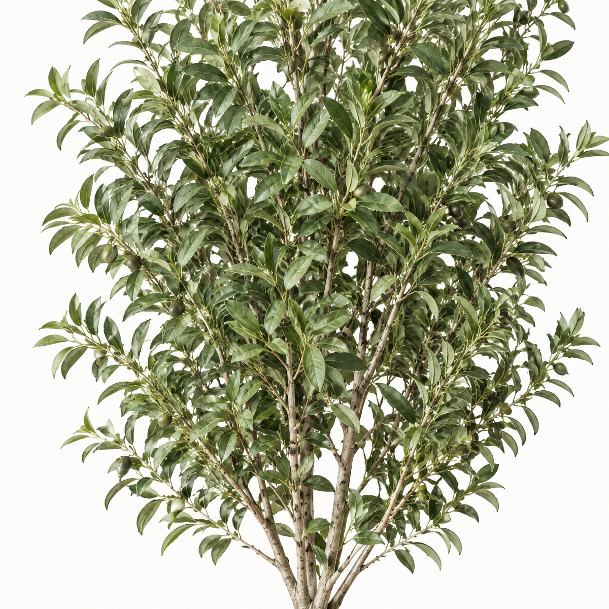 Close-up of the olive tree leaves and branches