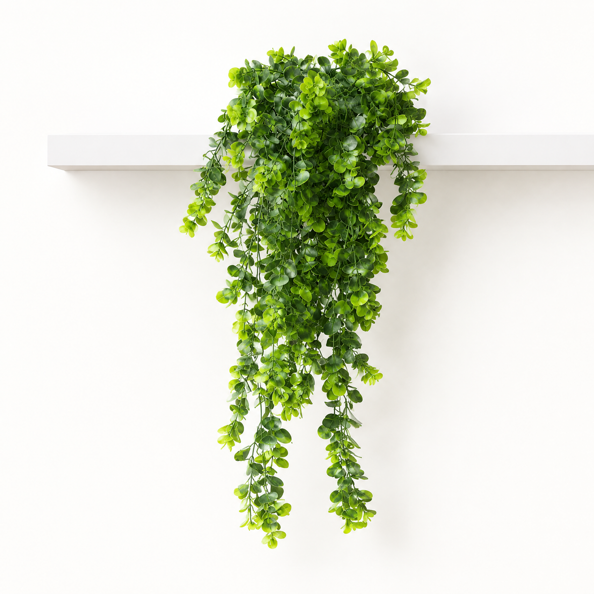 Eucalyptus vine draped along a shelf to show its length